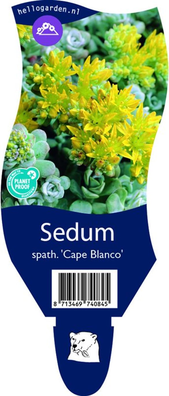 Sedum spathulifolium 'Cape Blanco' - P11